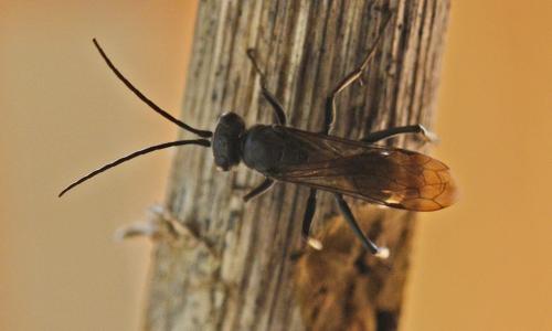 Auplopus sp.